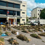 Desmantelan otros dos masivos sembradíos con más de 5,300 plantas de marihuana en Azua; arrestan a una persona y ocupan equipos de procesamiento